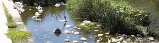 Birds in the Glendale Narrows High Resolution